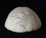 Camerogalerus cylindricus (LAMARCK 1816) - Bild © FossNet FossilienStore